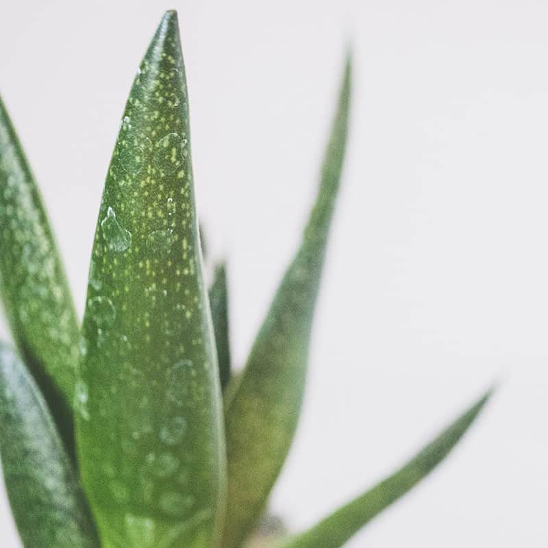 Aloe vera - Parfum pour bougies Aloe vera - Parfum pour bougies