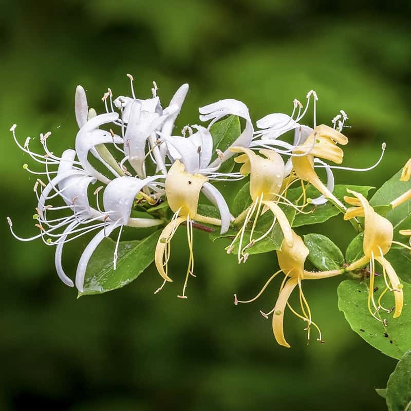 Chèvrefeuille - Parfum pour bougies Chèvrefeuille - Parfum pour bougies