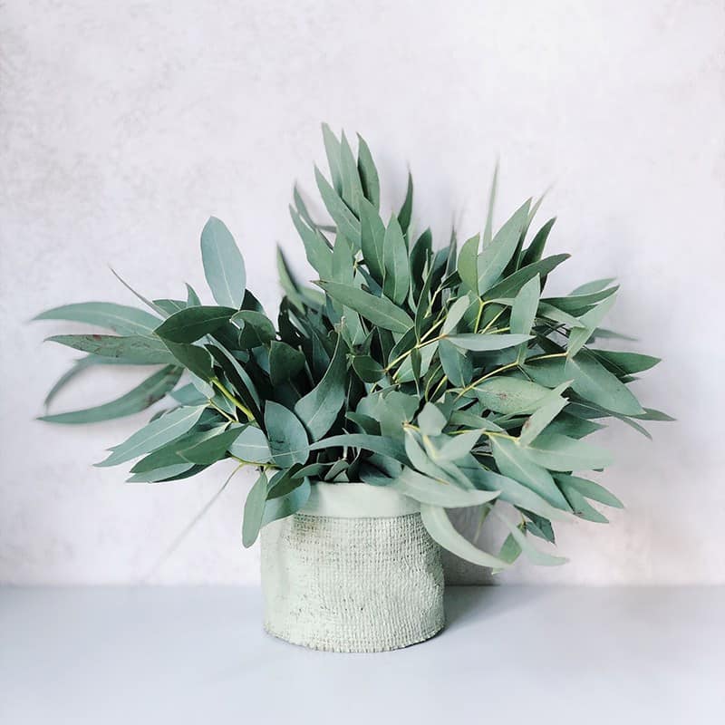 Eucalyptus - Parfum pour bougies Eucalyptus - Parfum pour bougies