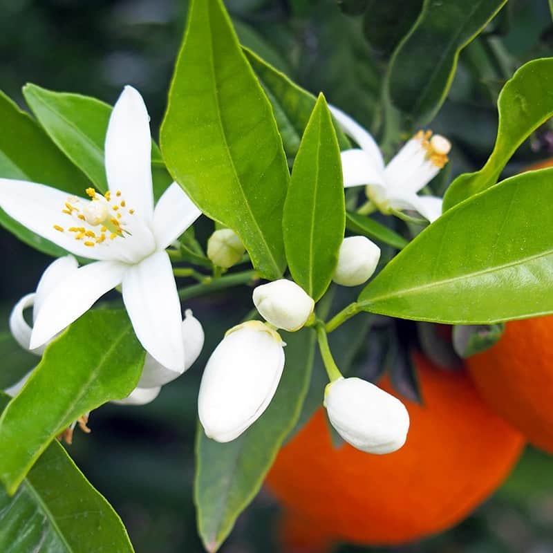 Fleur d'oranger - Parfum pour bougies Fleur d'oranger - Parfum pour bougies