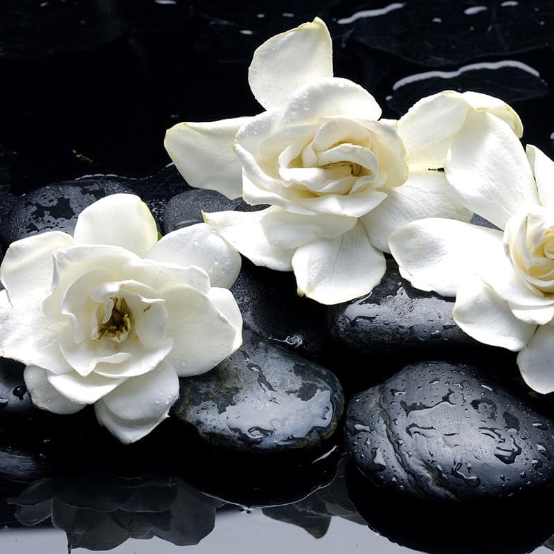 Gardenia - Parfum pour bougies Gardenia - Parfum pour bougies