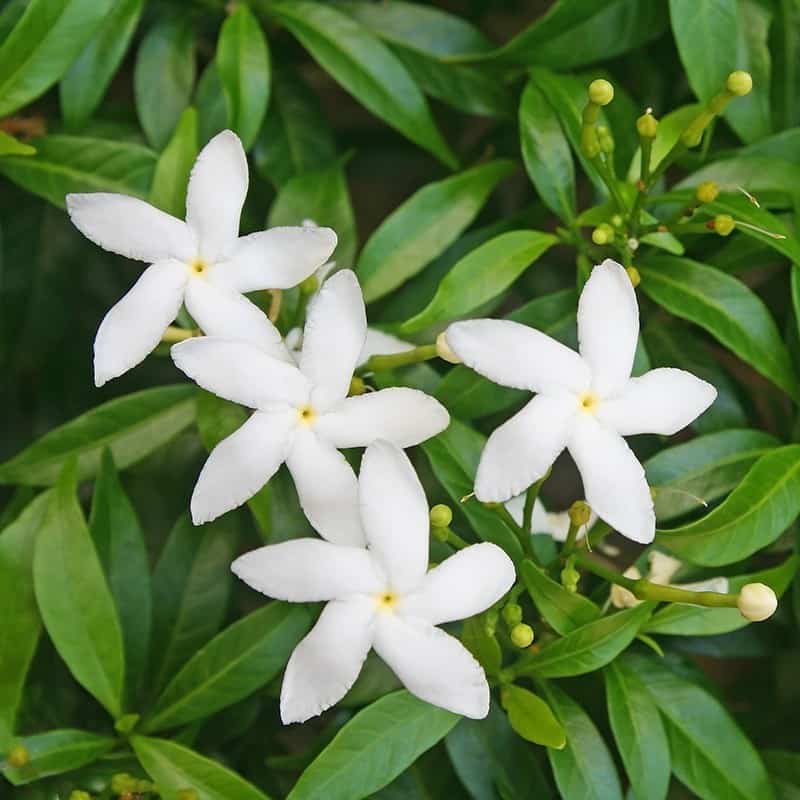 Jasmin - Parfum pour bougies Jasmin - Parfum pour bougies