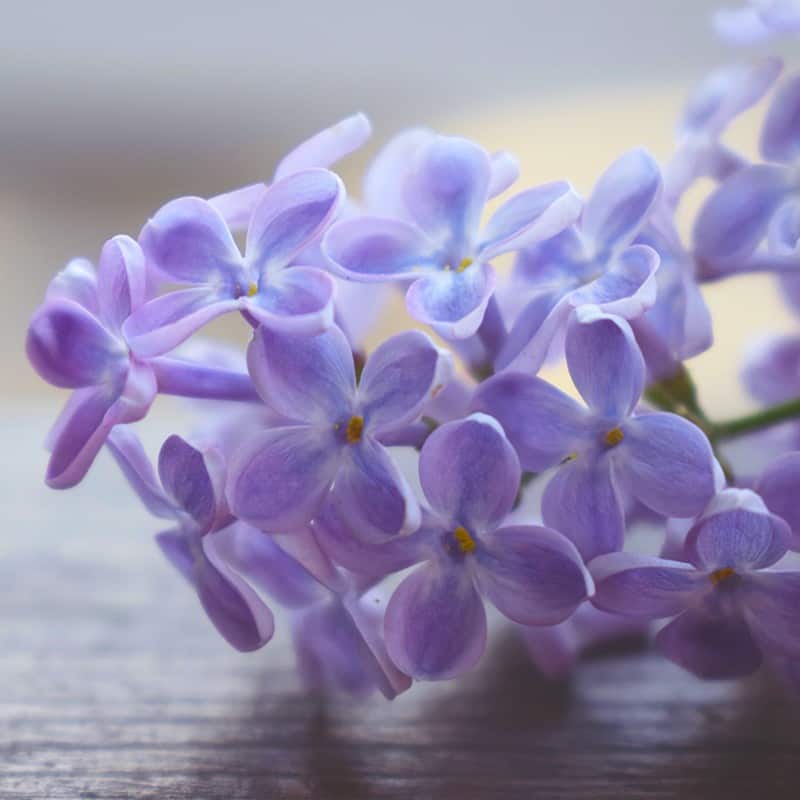 Lilas - Parfum pour bougies Lilas - Parfum pour bougies