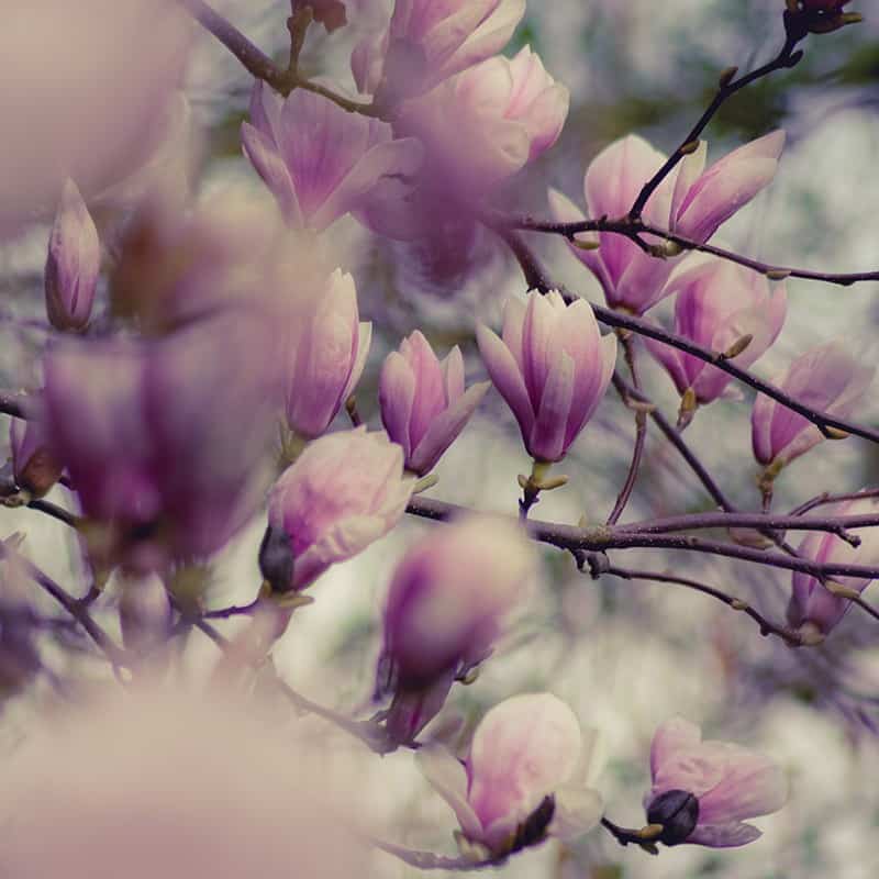 Magnolia - Parfum pour bougies Magnolia - Parfum pour bougies