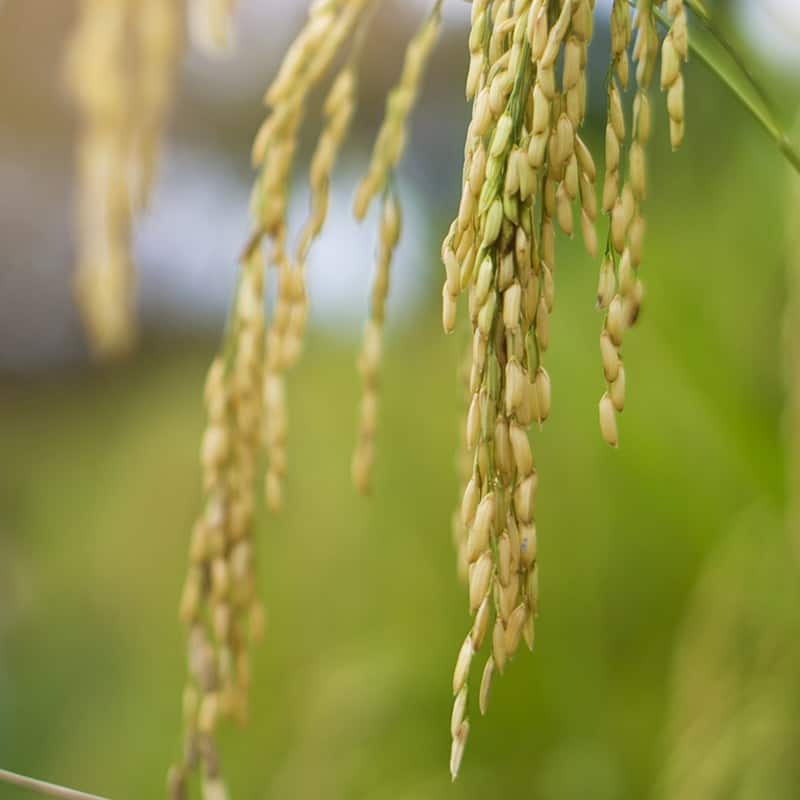 Poudre de riz - Parfum pour bougies Poudre de riz - Parfum pour bougies