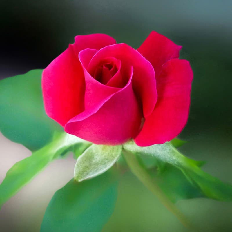 Rose - Parfum pour bougies Rose - Parfum pour bougies