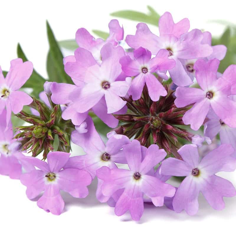 Verveine - Parfum pour bougies Verveine - Parfum pour bougies