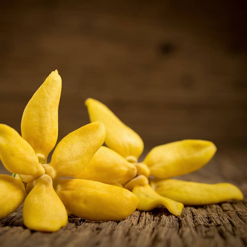Ylang-ylang - Parfum pour bougies Ylang-ylang - Parfum pour bougies