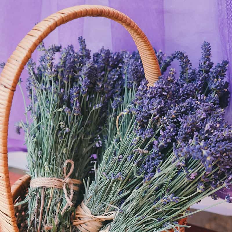 Lavande - Parfum pour bougies Lavande - Parfum pour bougies