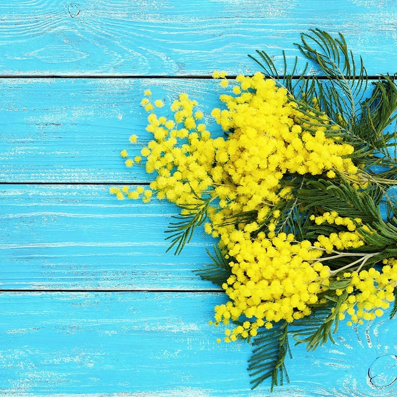 Mimosa - Parfum pour bougies Mimosa - Parfum pour bougies