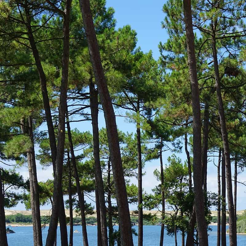 Pin des Landes - Parfum pour bougies Pin des Landes - Parfum pour bougies